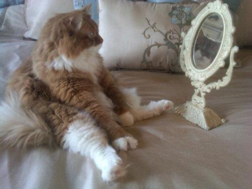 Cat bjc
