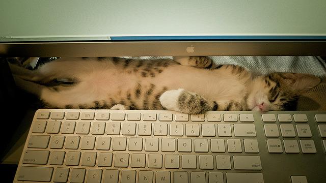 Cat bjh