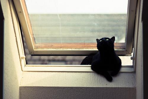 Cat bjl