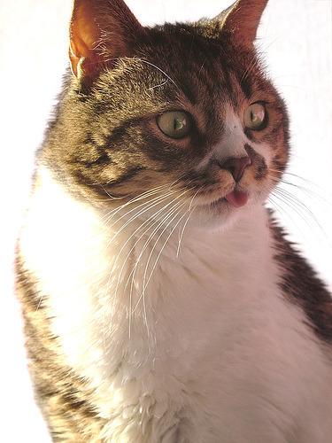 Cat bjr