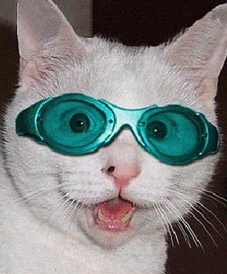 Cat bk