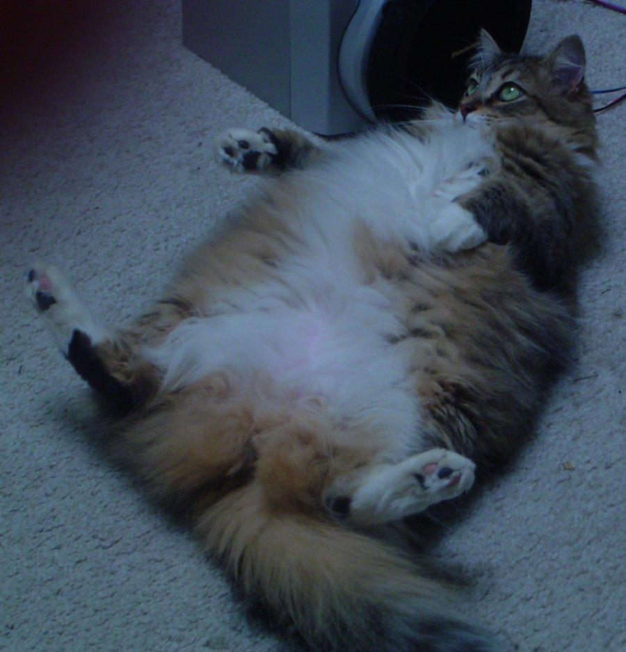 Cat bkd