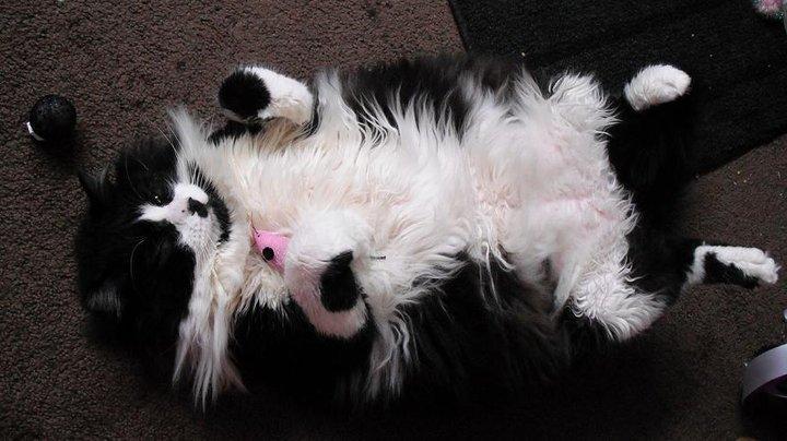 Cat bkg