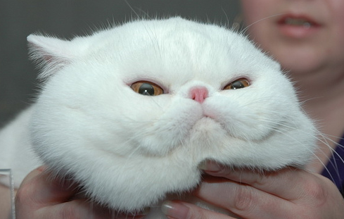 Cat bkn
