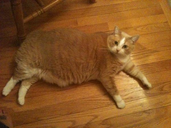Cat bko