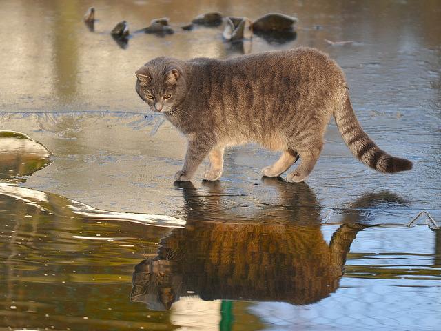 Cat bkp