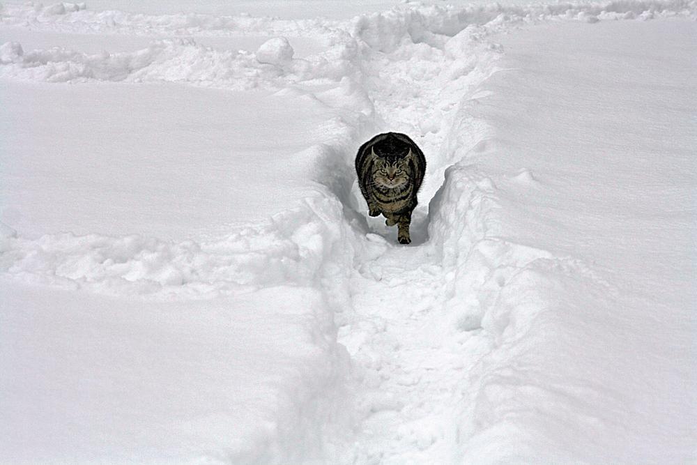 Cat bkq