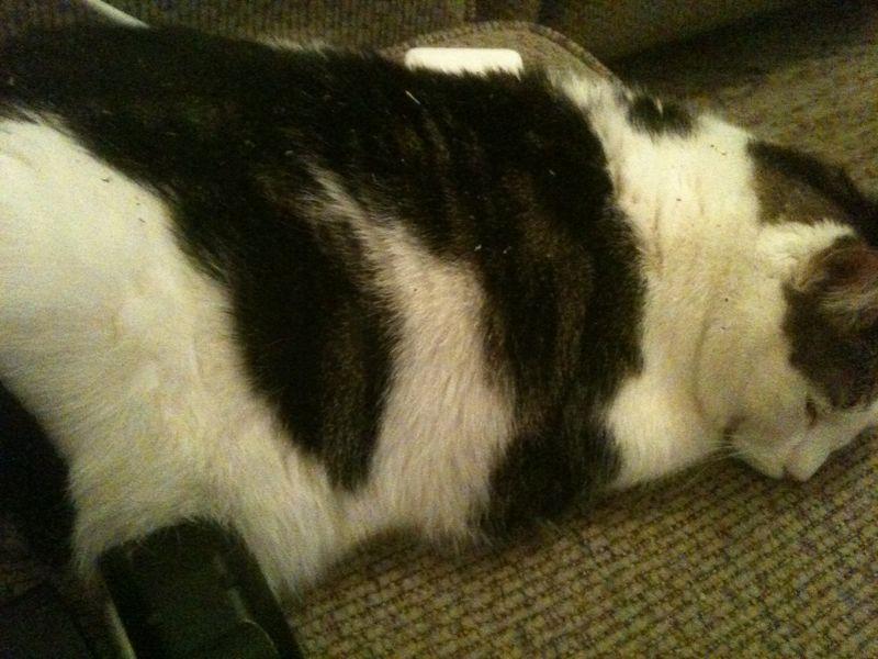 Cat bkv