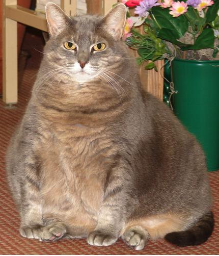 Cat bl3