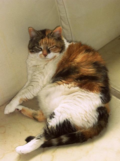 Cat bl4