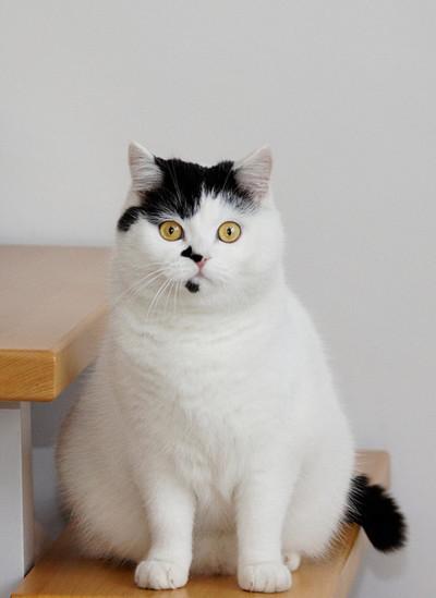 Cat bl8