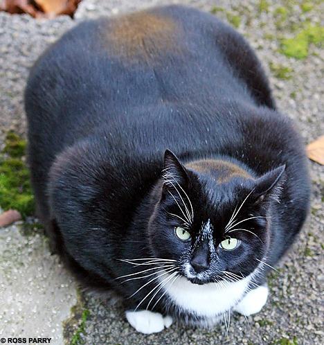 Cat bl9