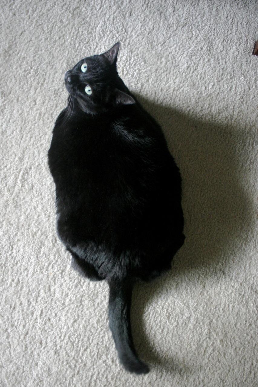 Cat bla
