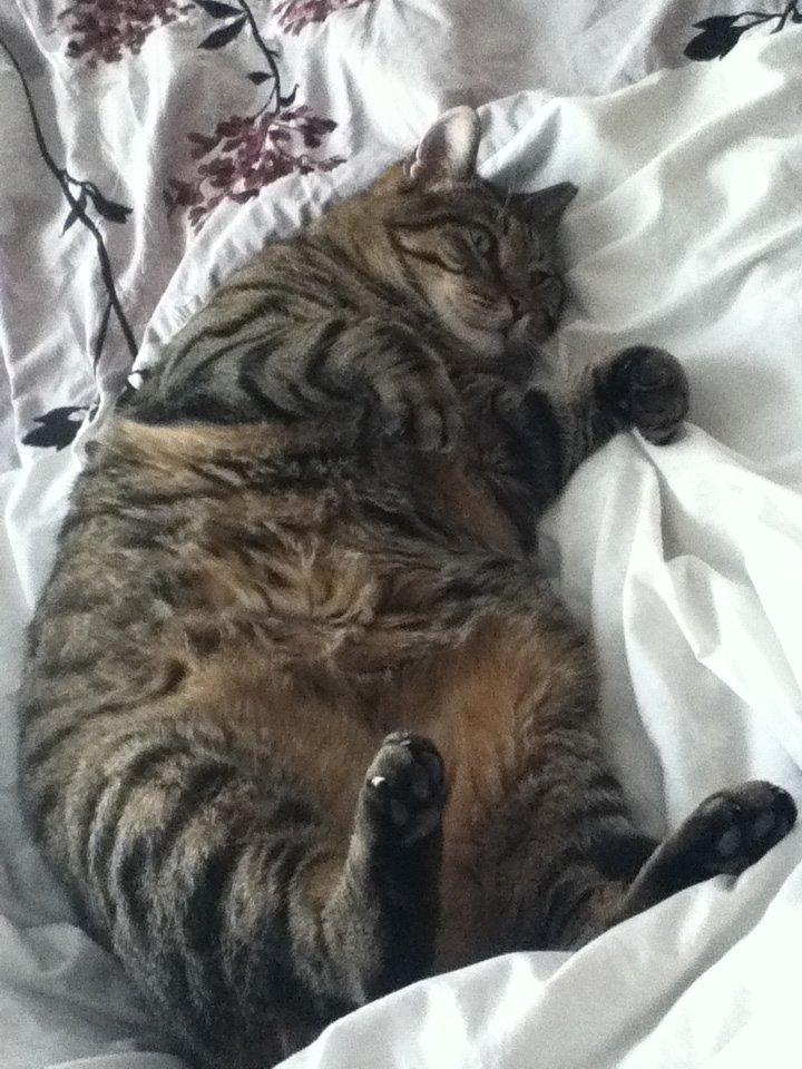 Cat blf