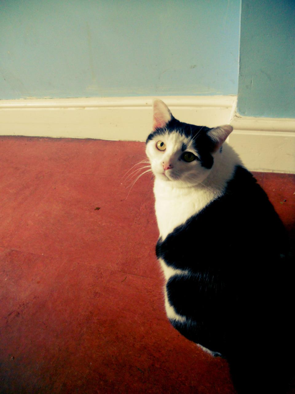 Cat blh