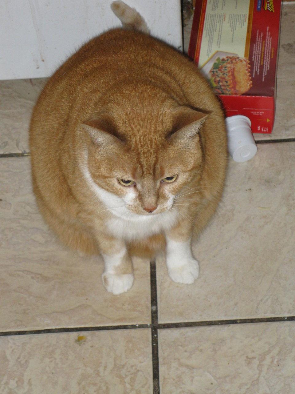 Cat blj