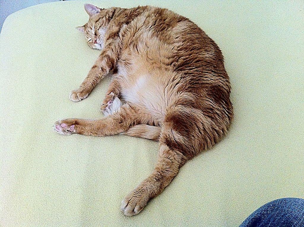 Cat blk