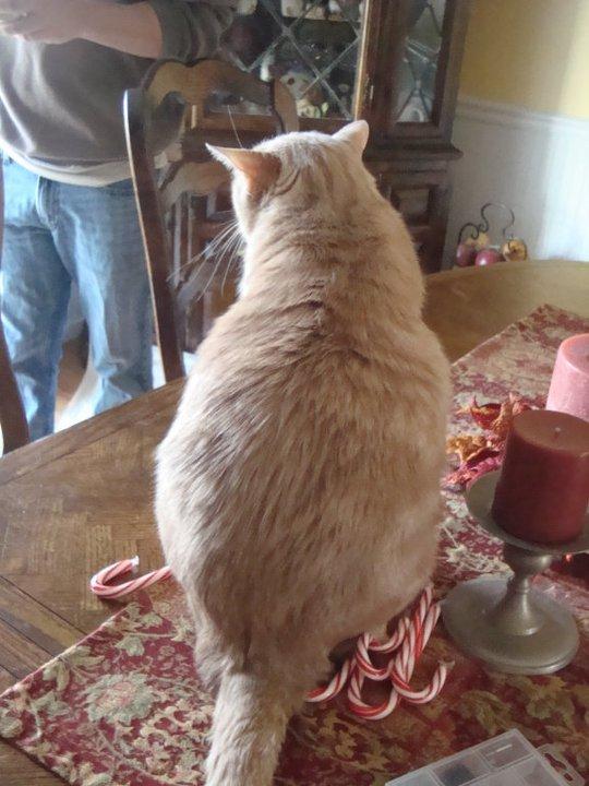 Cat bll