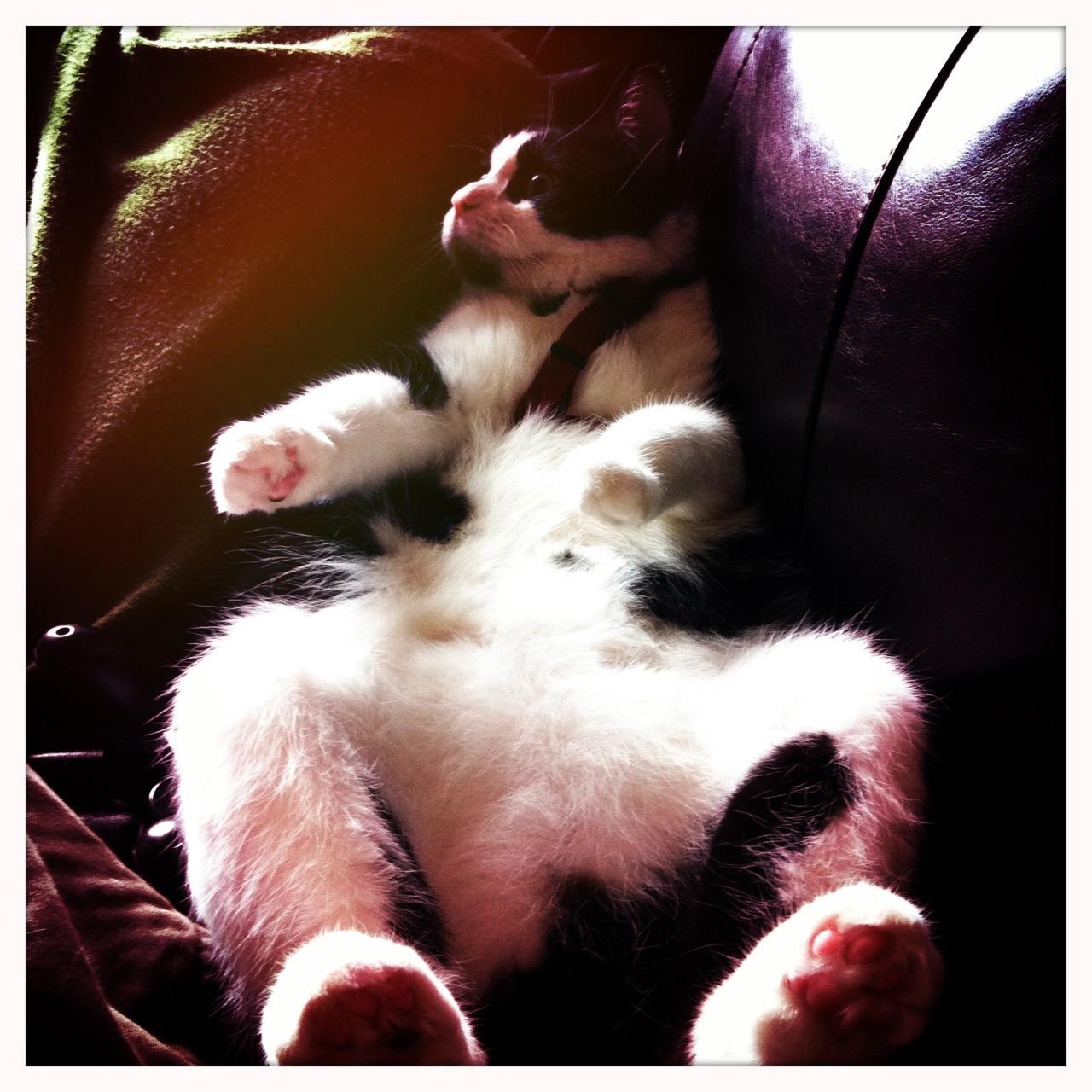 Cat bln