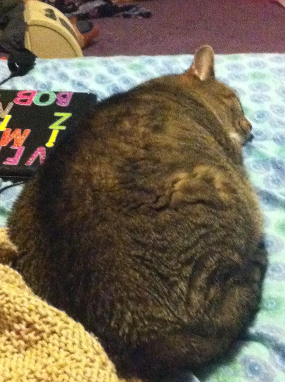Cat blp