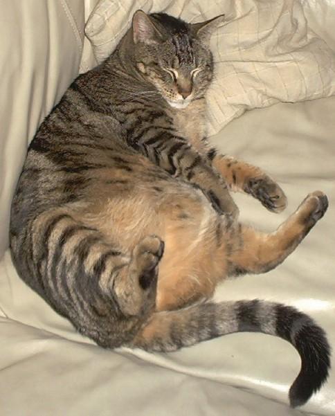 Cat blq