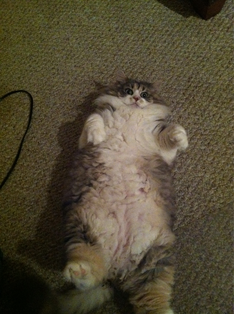 Cat bls