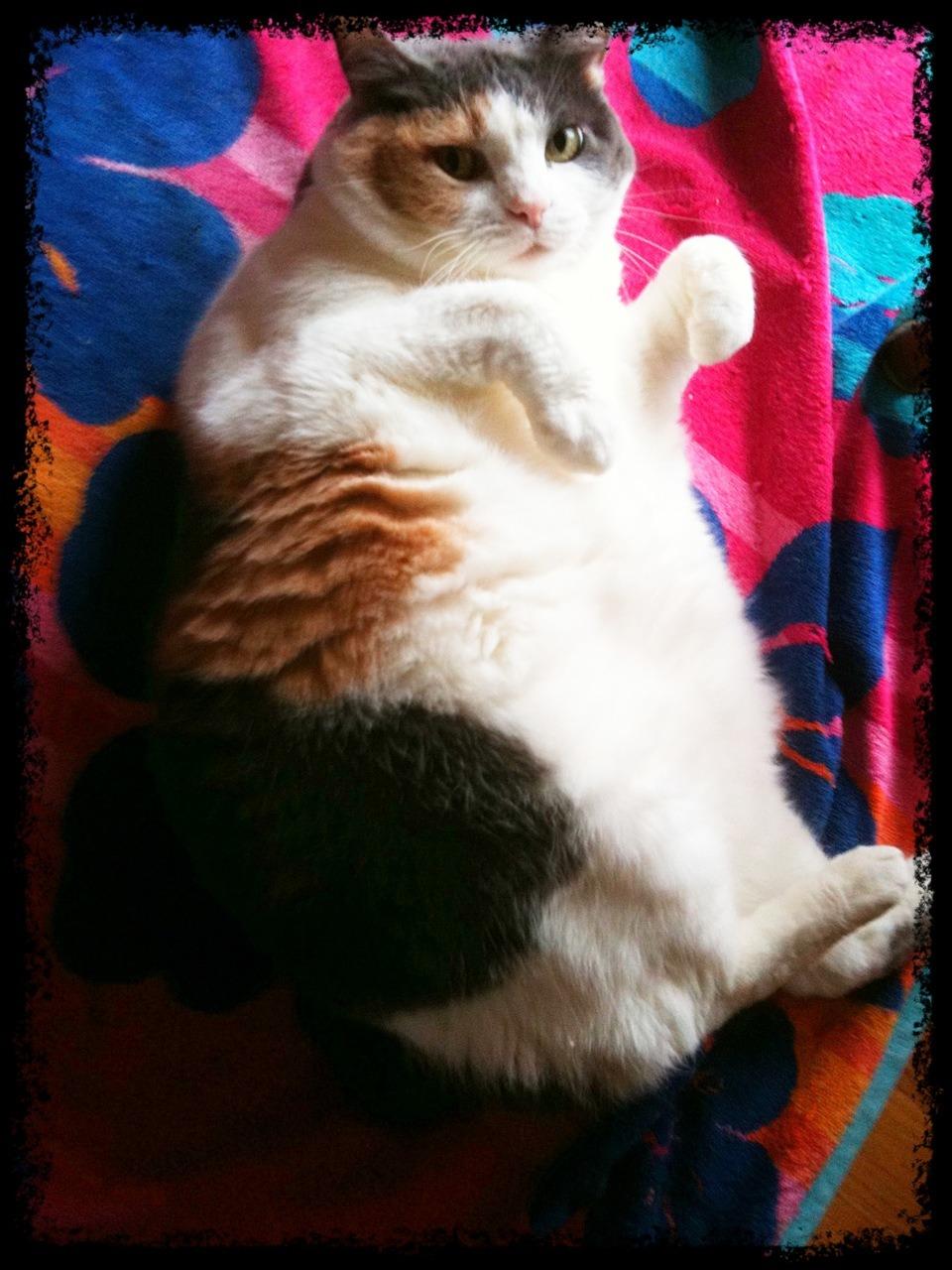 Cat blt