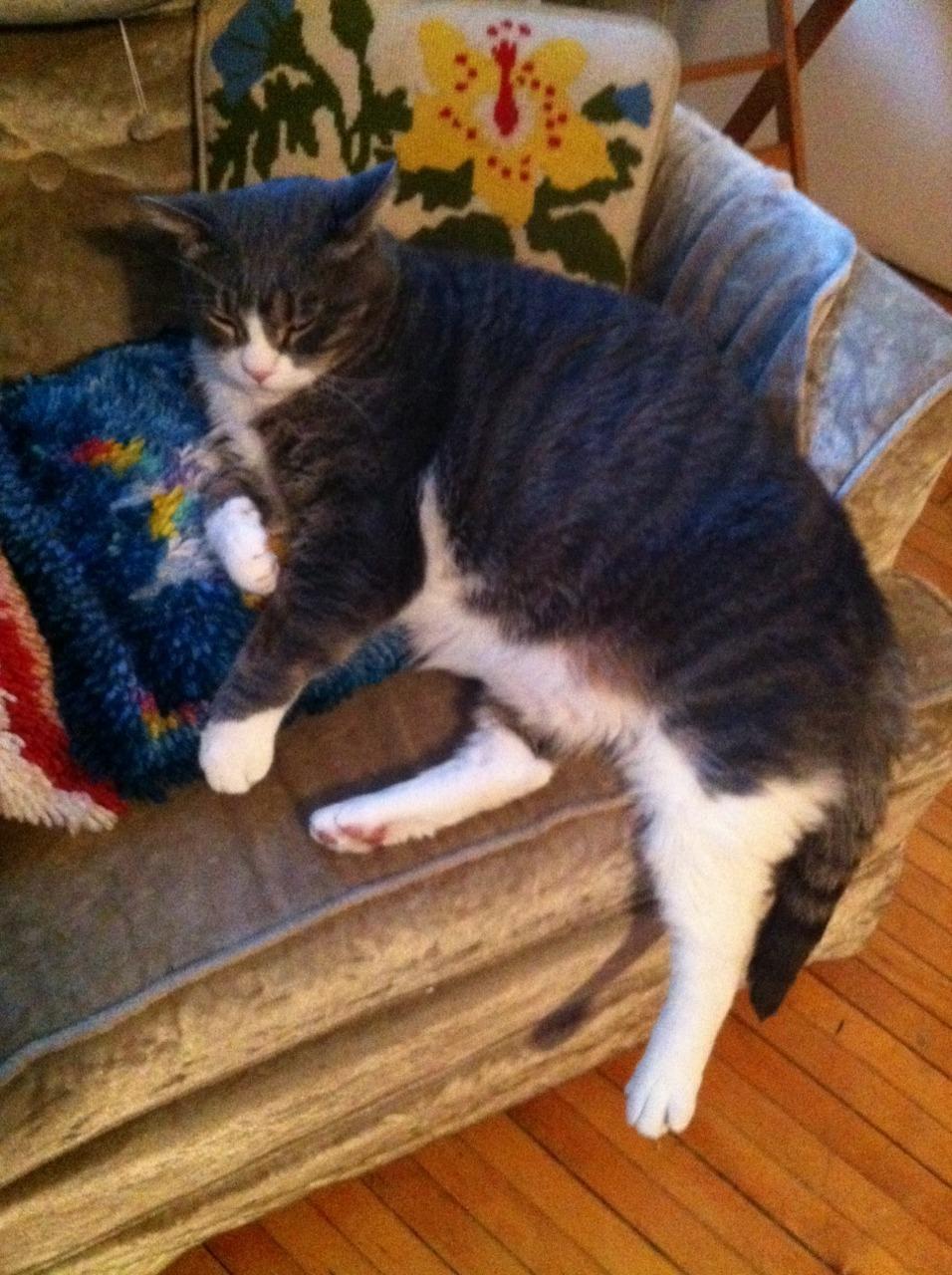 Cat bm0