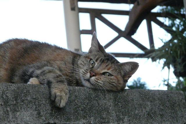 Cat bm9