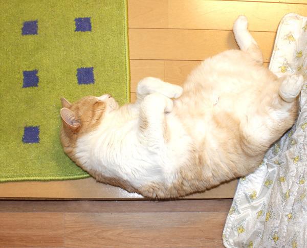 Cat bmd