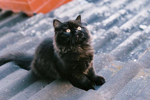 Cat bmg