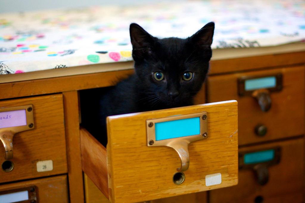 Cat bmn