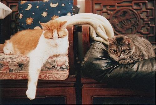 Cat bmp
