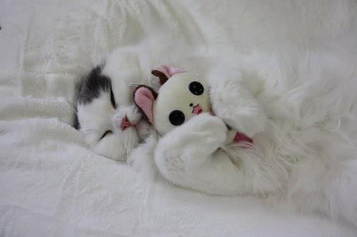 Cat bmq