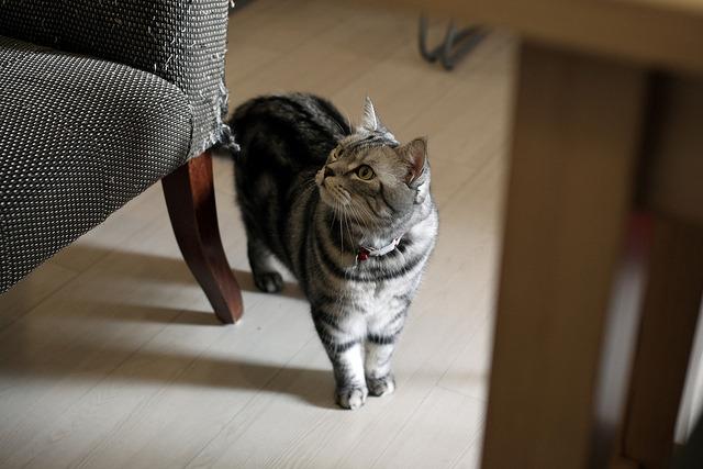 Cat bn0