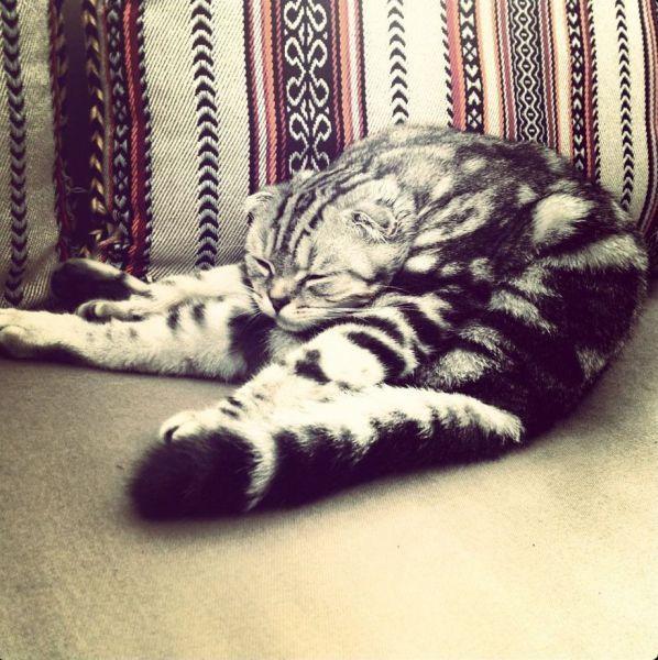 Cat bn1