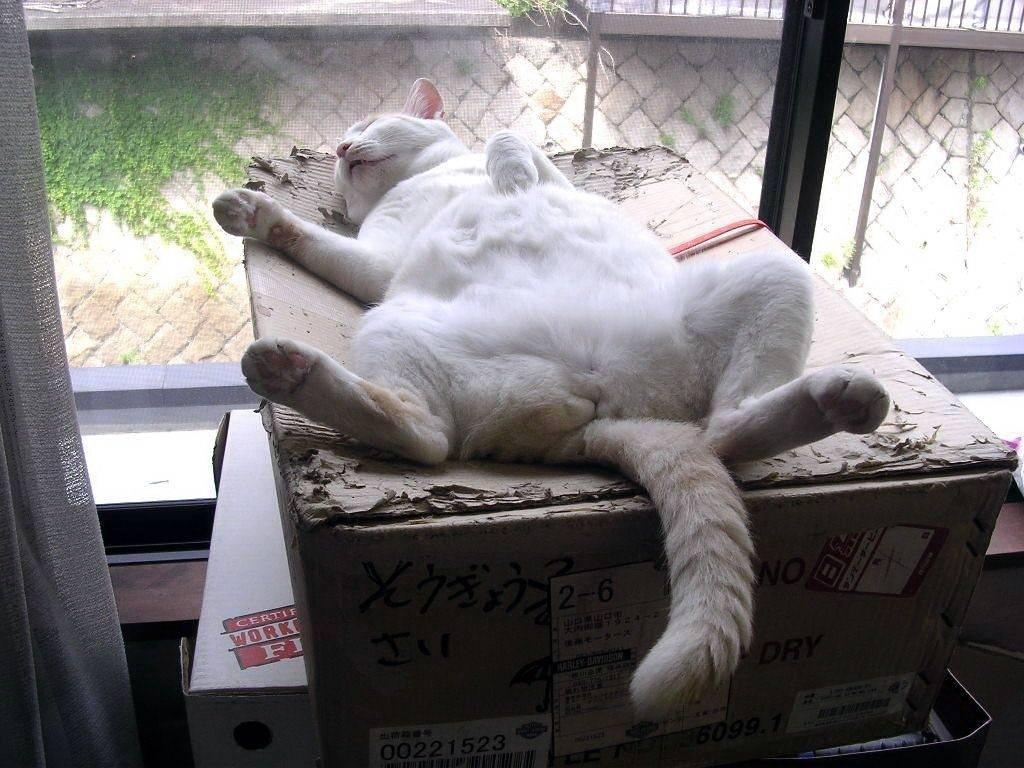 Cat bn8