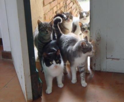 Cat bne