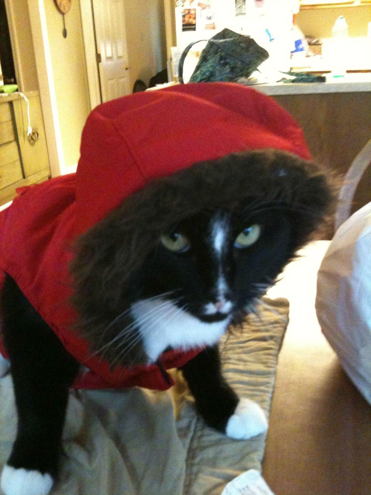 Cat bnm