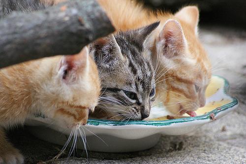 Cat bnn