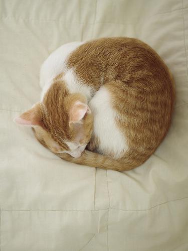 Cat bno