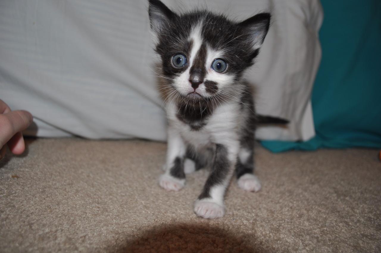 Cat bnr