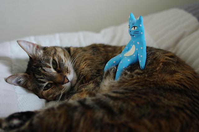 Cat bnu