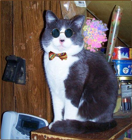 Cat bo