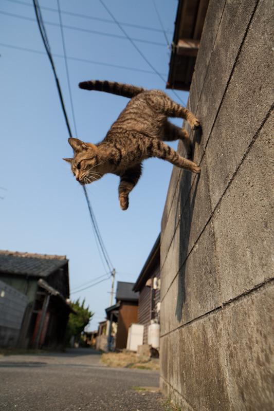 Cat bo3