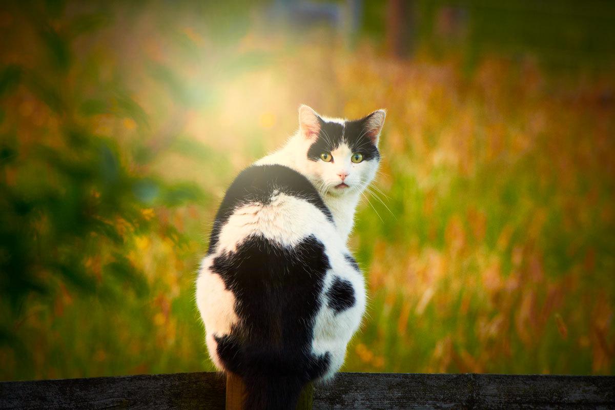 Cat bo4