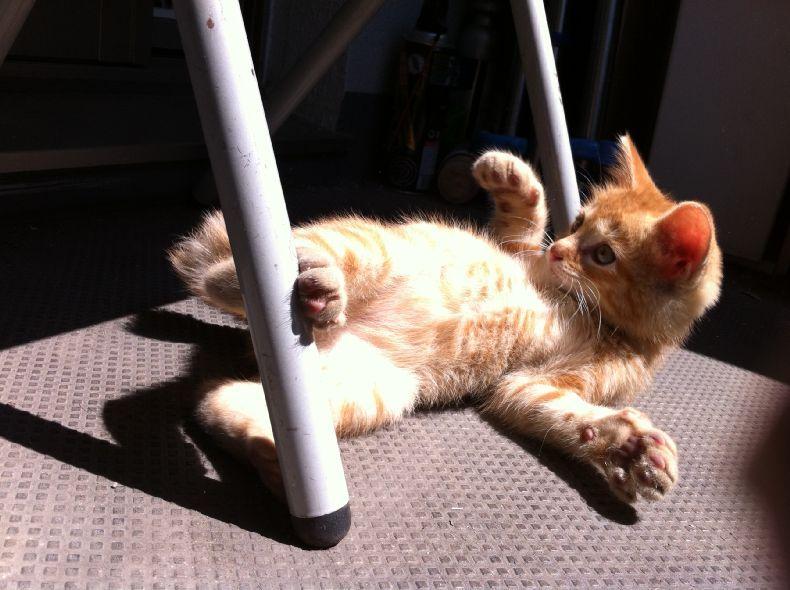 Cat bo6