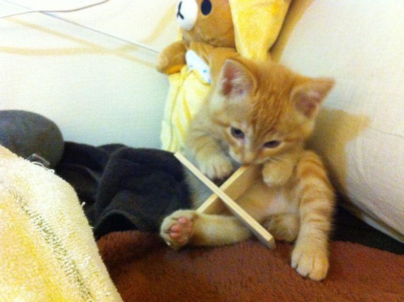 Cat bo7