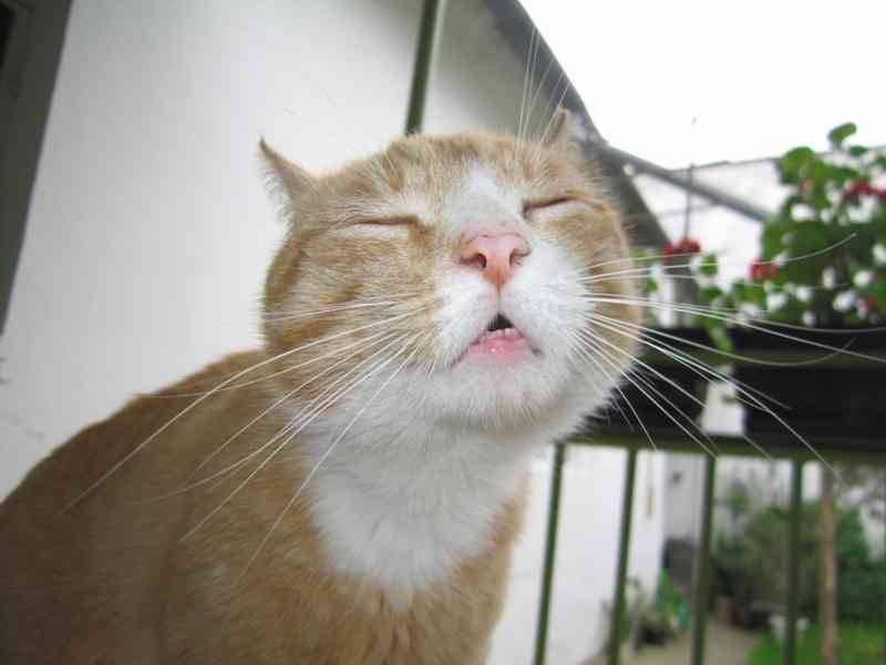 Cat bo8