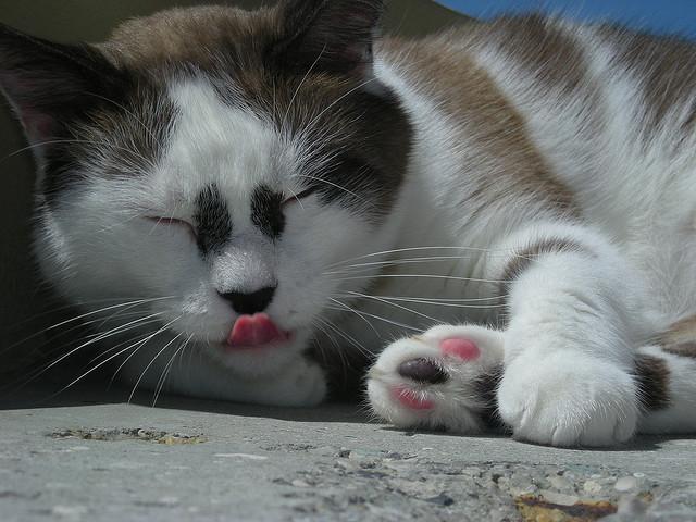Cat bo9